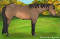 Horse Color:Buckskin