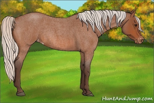 Horse Color:Silver Bay Roan Appaloosa Rabicano 
