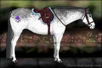Horse Color:White Spotted Black