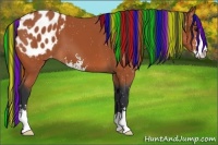 Horse Color:Painted Bay Sabino Appaloosa
