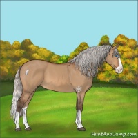 Horse Color:Silver Bay Dun Splash 