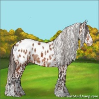 Horse Color:Silver Bay Sabino Blanket  and Bay Roan Dun Splash Near Leopard 