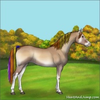 Horse Color:Painted Red Dun Onyx 