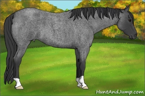 Horse Color:Blue Roan 