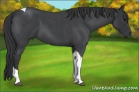 Horse Color:Blue Roan Tobiano