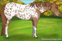 Horse Color:Red Roan Near Leopard 