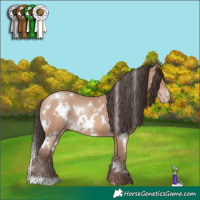 Horse Color:White Spotted Sable Champagne 