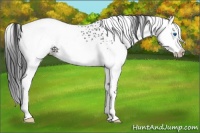 Horse Color:White Spotted Grullo Splash 