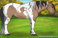 Horse Color:Bay Dun Tobiano 