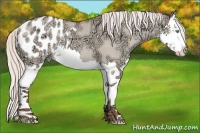 Horse Color:Silver Classic Champagne Ice Roan Dun Splash Appaloosa 