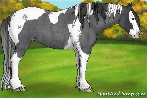 Horse Color:Blue Roan Splash Tobiano Appaloosa 