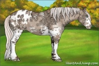 Horse Color:White Spotted Silver Classic Champagne Ice Dun Splash Appaloosa 