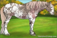 Horse Color:White Spotted Gold Champagne Ice Dun Splash Appaloosa