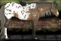 Horse Color:Chocolate Palomino Roan Appaloosa 