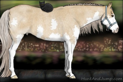 Horse Color:Chocolate Palomino Roan Dun Splash 