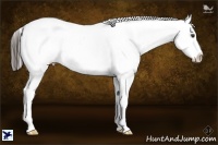 Horse Color:Liver Chestnut Near Leopard 