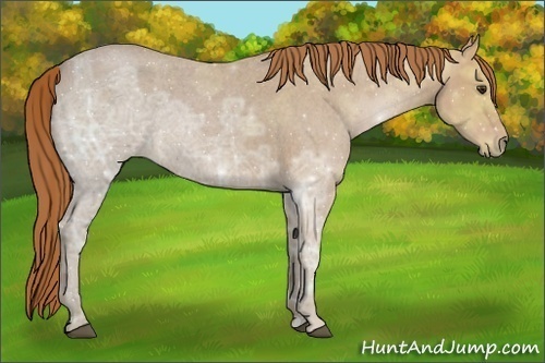 Horse Color:Red Ice Roan Rabicano
