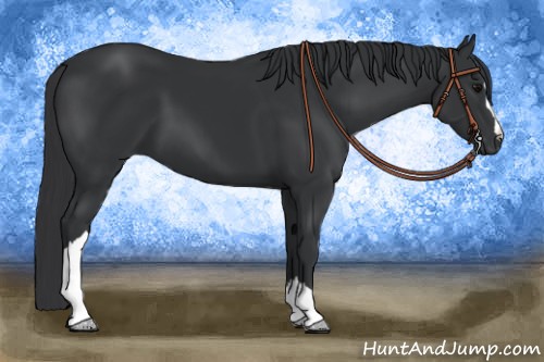 Horse Color:Black 