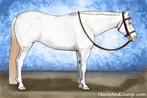 Horse Color:Buckskin Pearl Sabino 
