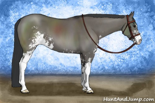 Horse Color:Grullo Sabino 