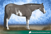 Horse Color:Grullo Sabino 