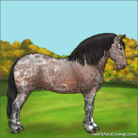 Horse Color:Bay Ice 