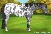 Horse Color:Black Ice Appaloosa