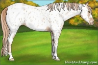 Horse Color:White Spotted Chestnut Ice Pearl Appaloosa