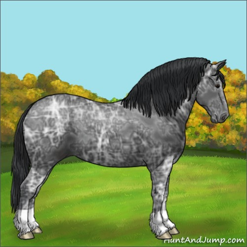 Horse Color:Black Ice 
