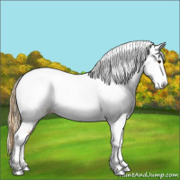 Horse Color:White Spotted Chestnut Ice Appaloosa 