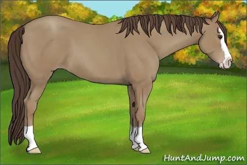 Horse Color:Unknown 