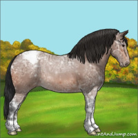 Horse Color:Bay Ice Appaloosa