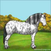 Horse Color:Black Ice Appaloosa 