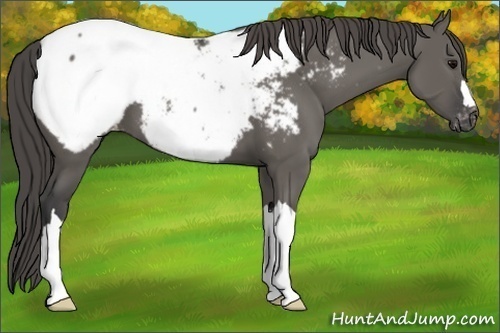 Horse Color:Grullo Appaloosa 