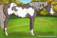 Horse Color:Silver Black Frame Appaloosa Rabicano