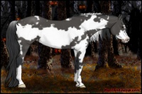 Horse Color:White Spotted Black Frame Appaloosa
