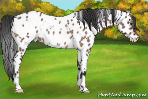 Horse Color:White Spotted Brown Dun Appaloosa Rabicano 