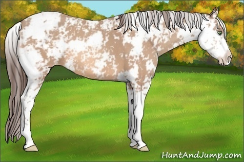 Horse Color:Amber Champagne Sabino Appaloosa