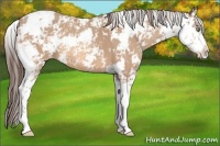 Horse Color:Amber Champagne Sabino Blanket
