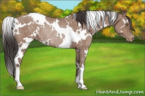 Horse Color:White Spotted Classic Champagne Snowflake Varnish Rabicano