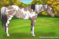 Horse Color:White Spotted Classic Champagne Appaloosa Rabicano 