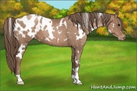 Horse Color:White Spotted Black Pearl Appaloosa 