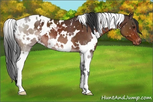 Horse Color:White Spotted Brown Blanket