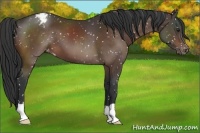 Horse Color:Brown Appaloosa 