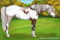 Horse Color:White Spotted Silver Brown Frame Appaloosa