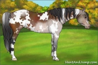 Horse Color:White Spotted Brown Appaloosa 