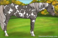 Horse Color:White Spotted Silver Black Appaloosa 