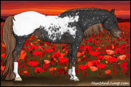 Horse Color:Liver Chestnut Appaloosa 