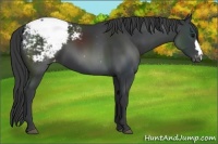 Horse Color:Black Appaloosa 