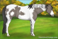 Horse Color:Grullo Tobiano Frame Appaloosa